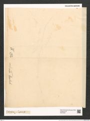 Toxarium rostratum Hantzsch. (de-Toni-Nr.: Genus 69, Species 2688) Zeichnungen Sammlung Grunow (NHMW-BOT-W0373957)